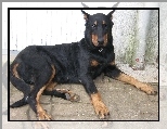 Beauceron, �apy